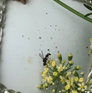 Parapalaeosepsis plebeia at Dunlop, ACT - 23 Dec 2021