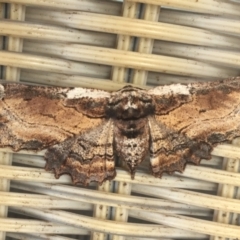 Pholodes sinistraria (Sinister or Frilled Bark Moth) at Tathra, NSW - 7 Jan 2022 by KerryVance