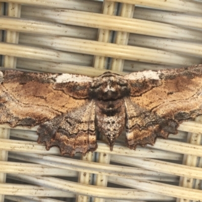 Pholodes sinistraria (Sinister or Frilled Bark Moth) at Tathra Public School - 7 Jan 2022 by KerryVance