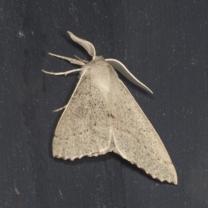 Arhodia lasiocamparia at Higgins, ACT - 3 Jan 2022