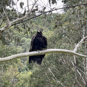 Aquila audax at Uriarra, NSW - 7 Jan 2022 01:42 PM