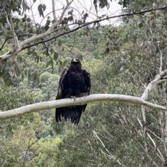 Aquila audax (Wedge-tailed Eagle) at Uriarra, NSW - 7 Jan 2022 by dhaagun