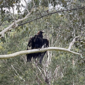 Aquila audax at Uriarra, NSW - 7 Jan 2022 01:42 PM