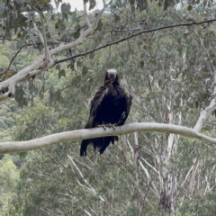 Aquila audax at Uriarra, NSW - 7 Jan 2022 01:42 PM