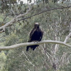 Aquila audax at Uriarra, NSW - 7 Jan 2022