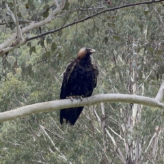 Aquila audax at Uriarra, NSW - 7 Jan 2022
