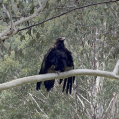 Aquila audax at Uriarra, NSW - 7 Jan 2022 01:42 PM