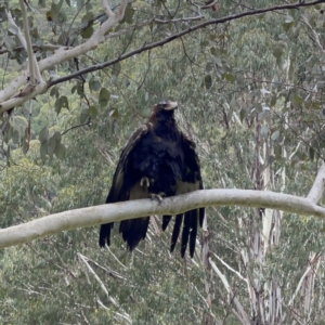 Aquila audax at Uriarra, NSW - 7 Jan 2022