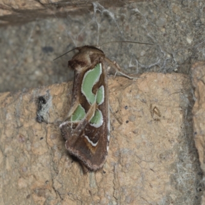 Cosmodes elegans (Green Blotched Moth) at Higgins, ACT - 31 Dec 2021 by AlisonMilton