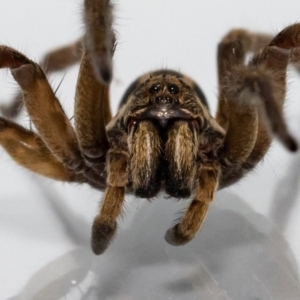 Lycosidae (family) at Jerrabomberra, NSW - suppressed