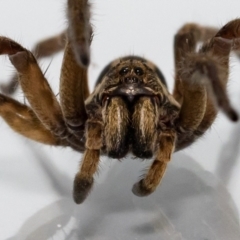 Lycosidae (family) (Unidentified wolf spider) at Jerrabomberra, NSW - 24 Dec 2021 by MarkT