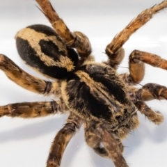 Lycosidae (family) at Jerrabomberra, NSW - suppressed