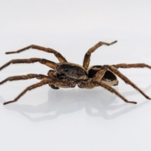 Lycosidae (family) at Jerrabomberra, NSW - 24 Dec 2021