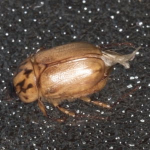 Cyclocephala signaticollis at Higgins, ACT - 2 Jan 2022