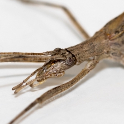 Zaprochilus australis (Twig-mimic katydid) at QPRC LGA - 20 Dec 2021 by MarkT