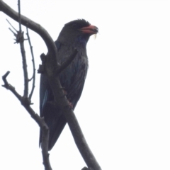 Eurystomus orientalis (Dollarbird) at Lions Youth Haven - Westwood Farm A.C.T. - 7 Jan 2022 by HelenCross