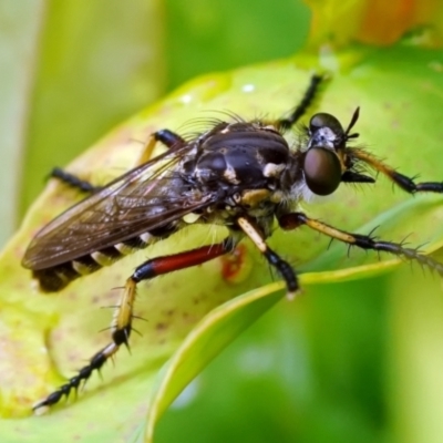 Thereutria amaraca (Spine-legged Robber Fly) at Page, ACT - 6 Jan 2022 by DonTaylor