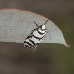 Philobota impletella Group at Mount Clear, ACT - 17 Dec 2021 11:41 AM