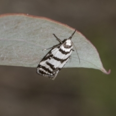 Philobota impletella (A concealer moth) at Mount Clear, ACT - 17 Dec 2021 by AlisonMilton