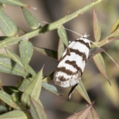 Philobota impletella Group at Mount Clear, ACT - 17 Dec 2021