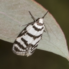 Philobota impletella Group at Mount Clear, ACT - 17 Dec 2021 11:41 AM