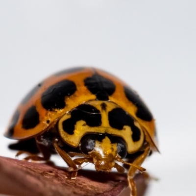 Harmonia conformis (Common Spotted Ladybird) at QPRC LGA - 6 Dec 2021 by MarkT