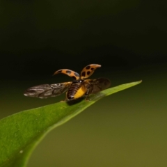 Harmonia conformis at Jerrabomberra, NSW - suppressed