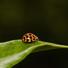 Harmonia conformis at Jerrabomberra, NSW - suppressed