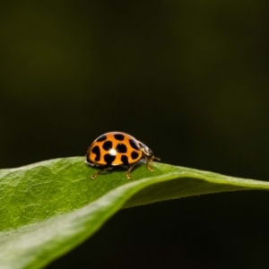 Harmonia conformis at Jerrabomberra, NSW - suppressed