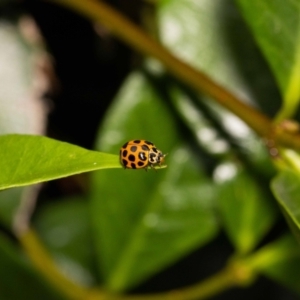 Harmonia conformis at Jerrabomberra, NSW - suppressed