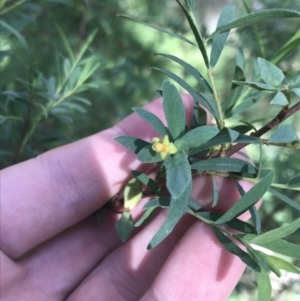 Pimelea pauciflora at Cotter River, ACT - 29 Dec 2021