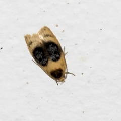 Garrha ocellifera (A concealer moth) at Higgins, ACT - 2 Jan 2022 by AlisonMilton