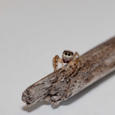 Opisthoncus sp. (genus) (Unidentified Opisthoncus jumping spider) at QPRC LGA - 6 Dec 2021 by MarkT