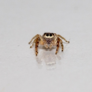 Opisthoncus sp. (genus) at Jerrabomberra, NSW - 6 Dec 2021