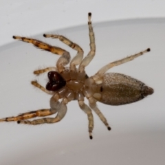 Opisthoncus sp. (genus) at Jerrabomberra, NSW - 6 Dec 2021