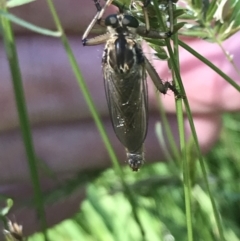 Zosteria sp. (genus) (Common brown robber fly) at Cotter River, ACT - 29 Dec 2021 by Tapirlord