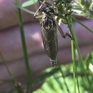 Zosteria sp. (genus) at Cotter River, ACT - 29 Dec 2021 10:00 AM