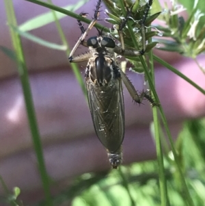 Zosteria sp. (genus) at Cotter River, ACT - 29 Dec 2021 10:00 AM