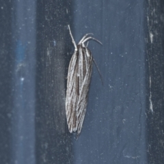 Leistarcha tenuistria (A Gelechioid moth (Xyloryctidae)) at Higgins, ACT - 2 Jan 2022 by AlisonMilton