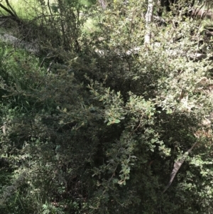 Pomaderris subcapitata at Cotter River, ACT - 29 Dec 2021