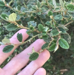 Pomaderris subcapitata at Cotter River, ACT - 29 Dec 2021