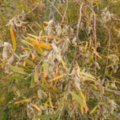 Acacia lanigera var. lanigera (Woolly Wattle, Hairy Wattle) at Stromlo, ACT - 7 Jan 2022 by HelenCross