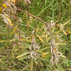 Acacia lanigera var. lanigera at Stromlo, ACT - suppressed