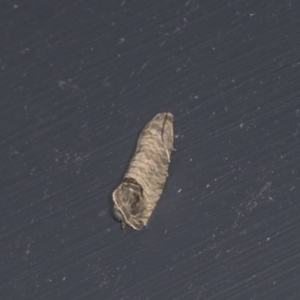 Cydia pomonella at Higgins, ACT - 3 Jan 2022