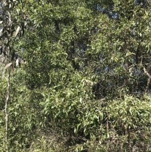 Acacia melanoxylon at Cotter River, ACT - 29 Dec 2021