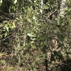 Acacia melanoxylon at Cotter River, ACT - 29 Dec 2021