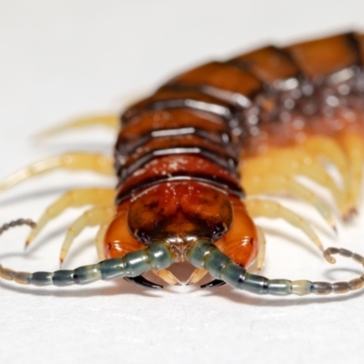 Cormocephalus aurantiipes (Orange-legged Centipede) at QPRC LGA - 29 Oct 2021 by MarkT