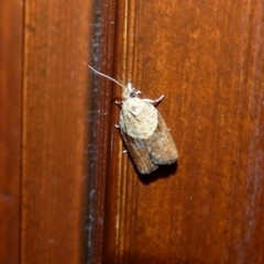 Epiphyas postvittana (Light Brown Apple Moth) at McKellar, ACT - 7 Jan 2022 by Amata