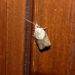Epiphyas postvittana (Light Brown Apple Moth) at McKellar, ACT - 7 Jan 2022 by Birdy
