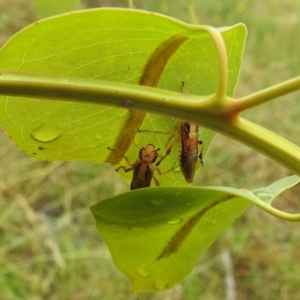 Pseudoperga lewisii at Stromlo, ACT - 7 Jan 2022